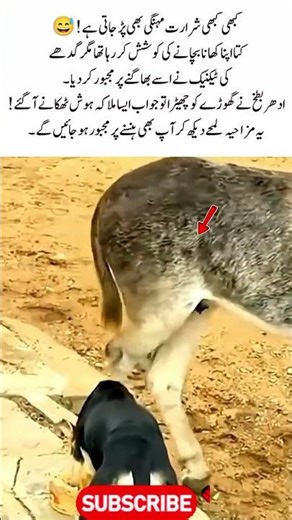 Donkey Outsmarts Dog & Horse Kicks Duck Funny Animal Moments 😂 #funnyanimals #viralvideo #animalfun