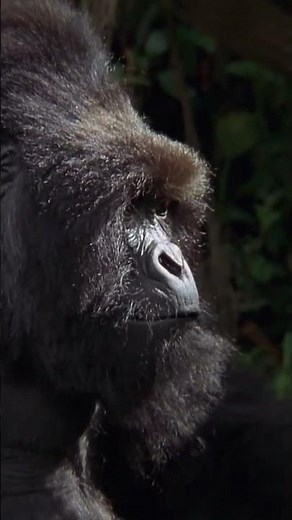 Special Effects Wizardry | Gorillas In The Mist | KSPS PBS #gorilla #cinema #pbs #wildlife