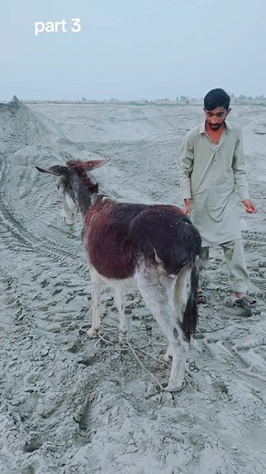 Man and Donkey Video - Part 3