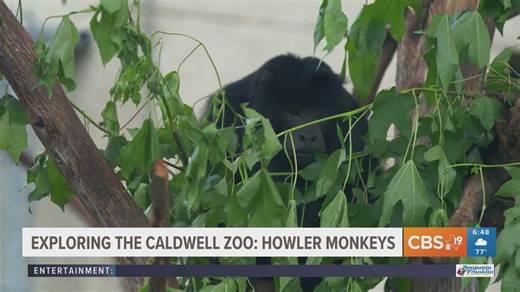EXPLORING THE CALDWELL ZOO: Monkeying around with the howler monkeys