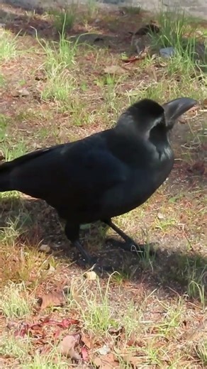 真っ先にやって来る可愛いカラスThe lovely crow that arrives first #カラス #crow #wildbirdss #shorts