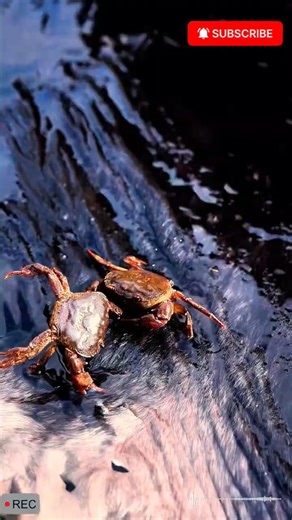 Ancient Ejiao The Golden Elixir for Inner Peace and Wellness