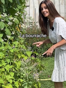 La bourrache est une plante très utile au jardin. Elle est comestible , c’est un aimant à abeille, on l’utilise dans les crèmes de soins, elle se ressème toute seule et offre des fleurs splendides au jardin … Tu connais cette fleur ? Tu aimes ? #bourrache #fleur #plante #biodiversité #abeille #carolinemunoz Tournage à @ecoledubreuil | Caroline Munoz