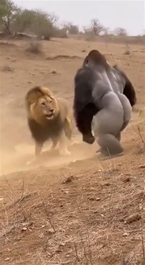 Lion vs. Gorilla🦍🦁ライオン対ゴリラ