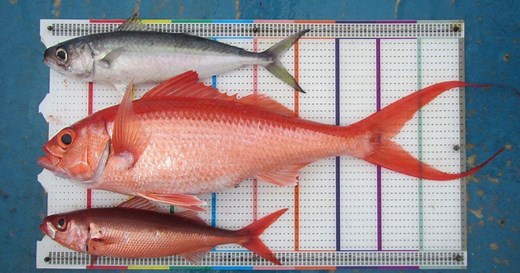 Pengelolaan Perikanan Berkelanjutan