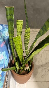 61K views · 700 reactions | Sleep next to this plant every day and see what happens..... | Home Tips | Facebook