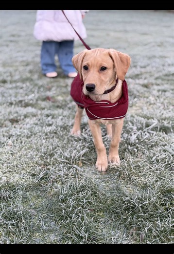 Finding her feet after a couple of short walks 🐾🥹 you can tell she loves it 🩷 #puppydog #firstwalk #goldenlab #labpuppy #goldenlabrador