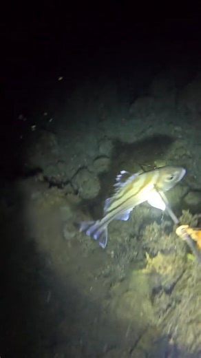 Nighttime Spearfishing Thrill: Landing a Striped Pyjama Shark!