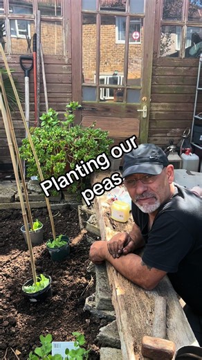 Planting Peas: Gardening Tips for Growing Your Own Food