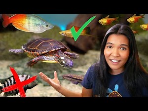 Keeping Fish with Turtles (what works and doesn't work)