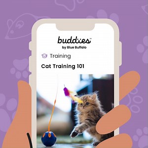 Download the free Buddies app for all of the kitten resources your heart desires 💖. A new kitten can break hearts, nice things, and (some say) the laws of physics. Find out how to navigate in a kitten's world with helpful articles on the Buddies app 👉 https://onelink.to/katsnh | Blue Buffalo