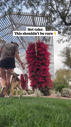 Marissa | Kota + Aspen on Instagram: "Why is it weird to see people actually play with and train their dogs? Anytime I’m in a public, dog-friendly space, a park, sidewalk, café or wherever, people always stare, point, and make comments when they see me working with a dog. I’m constantly asked what I’m training for or why because why on earth would a pet owner spend time training and bonding with their dog??? Somehow, it’s become more common to see owners stressed, overwhelmed, apologizing for th