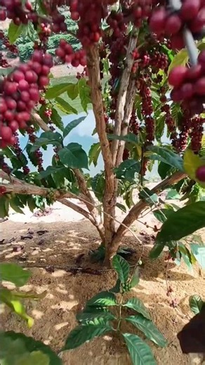 Harvesting Super-Yield Robusta Coffee #farming #robusta #healthycoffee #millennialfarmer #youngfa...