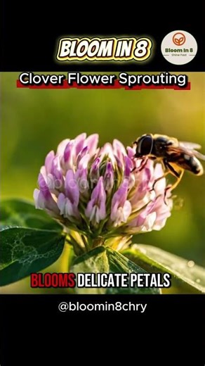 Incredible Clover Bloom Timelapse: Nature’s Tiny Miracle #shorts #flowers #timelapse #nature