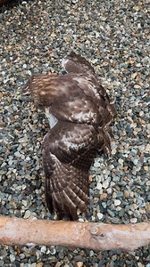 12M views · 214K reactions | Here is an example of a juvenile Red tailed hawk "mantling" prey. When predatory Birds of Prey find a meal, they will often consume that meal on the ground and outstretch their wings to conceal their kill as to not lose it to another predator. Predators are designed to eat fast in order to survive! Although this hawk has no competition for this particular meal, instinct tells her to hide her food so it remains all hers! Enjoy! | A Place Called Hope | Facebook
