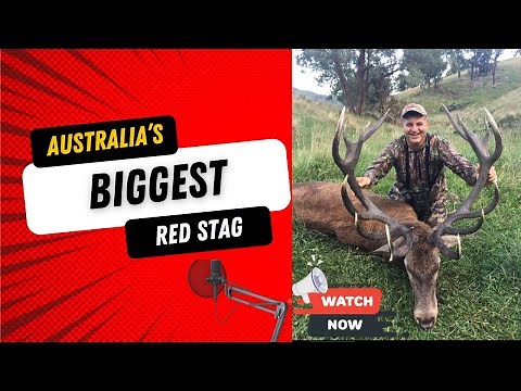 Australia's BIGGEST Red Stag!
