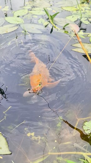 5.1K views · 25 reactions | Amazing Live Bait for Catching snakehead in the USA: Invasive Northern snakehead #reels #fish #fishing | Alaska Fishing | Facebook