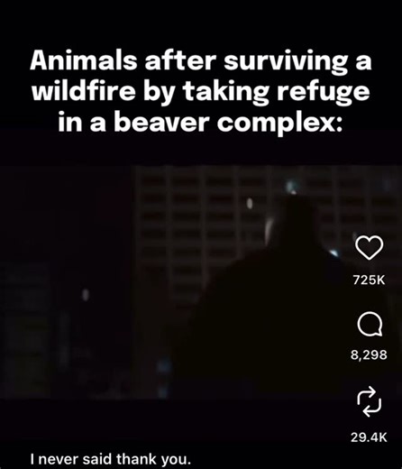 Follow for a chance to win Frankincense every day on Instagram: "Repost from beaver.edits>> Huge shoutout to @fairfaxbeaverlab for providing these videos and images. Dr. Emily Fairfax and her lab does excellent research about the impact of beaver activity on landscapes and ecosystems, especially as it pertains to events like wildfires and drought. I highly reccommend checking out their research or giving them a follow. The research cited in this video is from Fairfax and Whittle 2020. This study