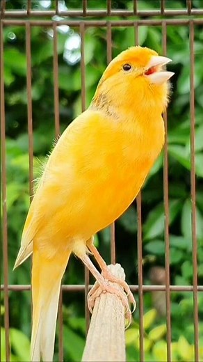 canary singing | bird chirping #canary #birds #birdsounds