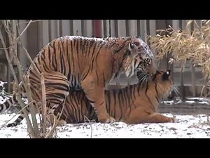 Tiger and Lions Mating Breeding