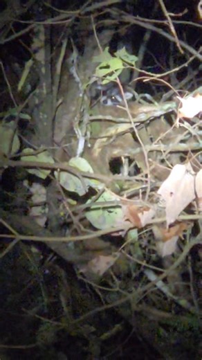 Jr setting under one tonight for me and my little hunting buddy | Hunter Sneed