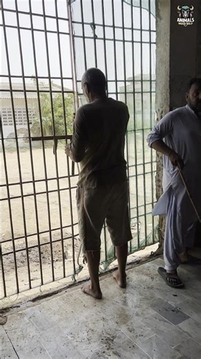 Bakra Slaughterhouse 2025 🐐 | Full Cutting Process & Clean Setup | Educational Purpose Only