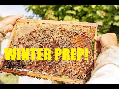 Why I Feed My Bees Before Winter | Backyard Apiary Walkaround