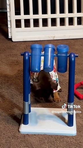 Adorable Miniature Pinscher Puppy Cutie!