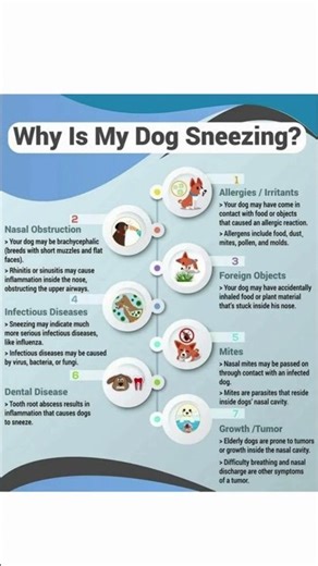Ever Wondered Why Your Dog Is Sneezing? 😳🐶🤧 Don’t Ignore This!