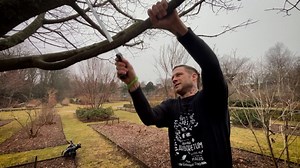 Protect trees: how to prune without spreading disease