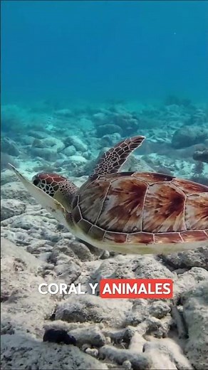 🌊 La Gran Barrera de Coral: un gigante bajo el mar 😱🐠 #GranBarreraDeCoral #Australia #Buceo #Viajes