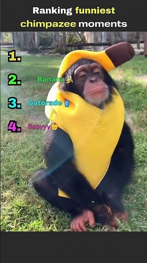 Ranking funniest chimpanzee moments