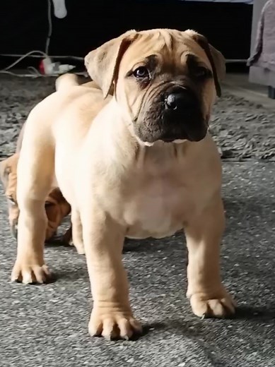 Royal Crescent Boerboels on TikTok