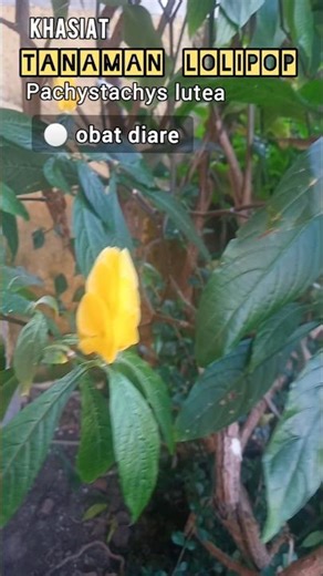 Khasiat Tanaman Lolipop (Pachystachys lutea) untuk Kesehatan