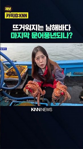[On-Site] Rising Ocean Temperatures, Are South Coast Octopuses Now at Risk of Disappearing? / KNN