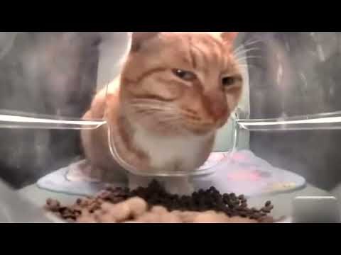 Mr. Fresh Cat Meme Template