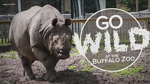 Go Wild: Different species of rhinos at the Buffalo Zoo