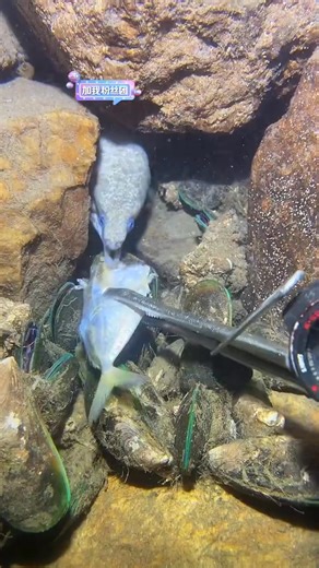 I'm done with this eel #deepsea #fishing #nemo #eels #diving #crab #lobster | Catch the Sea