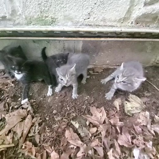 Hissy kittens 😱 | hissy kittens