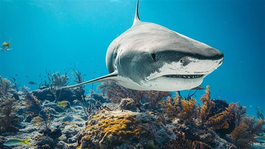 Ancient humans were hunting and eating sharks 7,000 years ago, burial site discovery shows