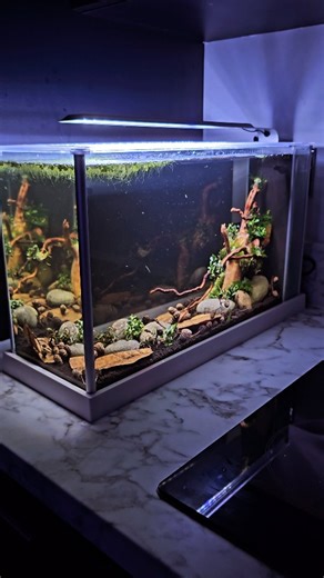 5.5K views · 220 reactions | The new shrimp tank from @aquacadabra_official is running! Have you seen the full setup tutorial in our latest YouTube video? #aquaticelements #nanotank #plants #plantedtank #fluval #fluvalspec #AIOtank #shrimp #caridinashrimp #bucephalandra #aquascape #aquatics #fishtank #fish #aquarium #fishkeeping #fishkeeper | Aquatic Elements | Facebook
