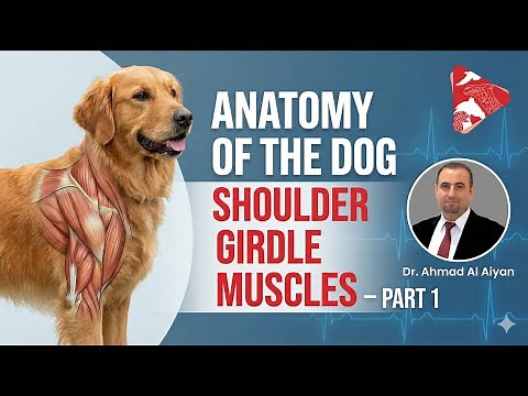 Anatomy of the Dog Shoulder Girdle Muscles – Part 1