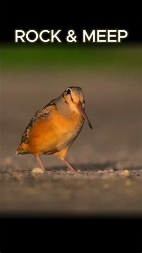 Bird Tweets X Teen Spirit: Repetition Looks Weak… Until It Wins