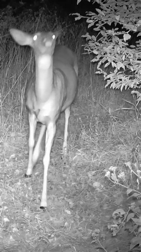 Deer ENJOYING The Chokecherry BUSH!!! | Camera In The Woods