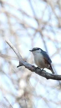 【バードウォッチング】日本の野鳥3種！個性あふれる鳴き声