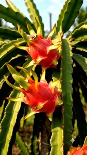 🌱🐉 From Tiny Seed to Dragon Fruit: The Incredible Life Cycle! 🌸🦋🍉