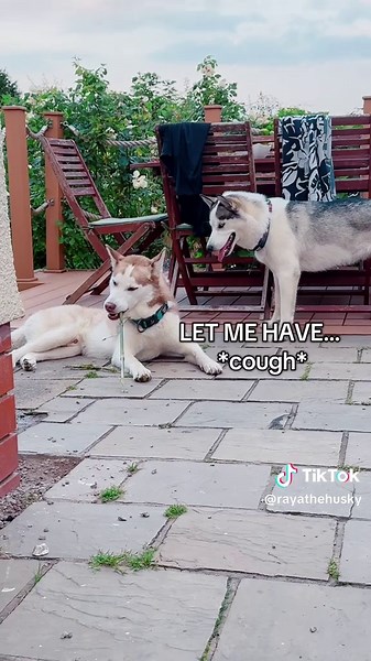 Rusty being a little angel again while Raya continues to be the most annoying little sister! #husky #huskypuppy #puppy #funny #cute #huskylife #bestfriend