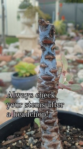 Here's why ⬇️ 🍃 Stems will inevitably rot after a headchop, and the rate at which this happens varies from plant to plant. 🍃 The rot usually begins at the top, and can work it's way down quickly OR slowly. 😕 I think I may have left these pups attached for too long, and the rot may have already spread to them... 🤞 I'll plant them anyway, and cross my fingers! #succulentcare #propagation #succulenttips #plantadvice #plantcare #headchop #rot #succulentpropagation #succulentnewbie #succulentaddi