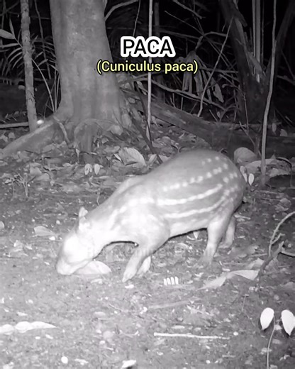 Reino Animal Brasil on Instagram: "Neste vídeo gravado por câmera de trilha na Floresta Amazônica você verá uma paca (Cuniculus paca) em seu habitat natural. A paca é um roedor grande e noturno, com pelagem manchada, hábitos solitários e enorme importância ecológica na dispersão de sementes e saúde da floresta. Saiba como ela se alimenta de frutas, raízes e folhas, como se comporta à noite e por que sua presença é essencial para o equilíbrio do ecossistema amazônico. #Paca #FlorestaAmazonica #Cu