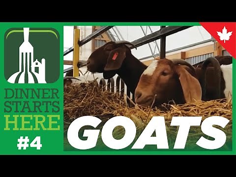 Meet a Meat Goat Farmer! - Farm 4 - Dinner Starts Here